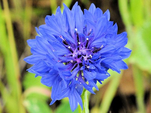 Bachelor's Button - Centaurea cyanus 