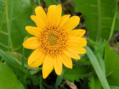 Deltoid Balsamroot  - Balsamorhiza deltoidea 