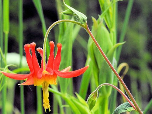 Red Columbine - Aquilegia formosa 