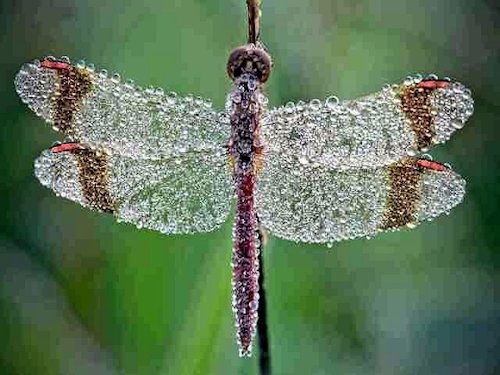 Asian Dragonfly (Sympetrum Infuscatum) (dew covered) - Scene 8