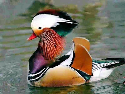 A Colorful Mandarin Duck (Aix galericulata) - Scene 10