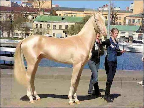 A Cream Palomino Show Horse - Scene 11