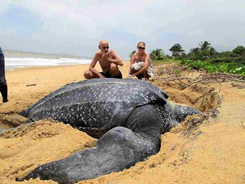 Giant Leatherback Sea Turtle (Dermochelys coriacea) - Scene 12