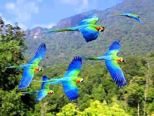 Blue-and-yellow Macaws (Ara ararauna) - Scene 13