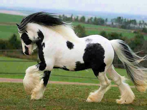 Gypsy Vanner Horse (Equus ferus caballus) - Scene 16