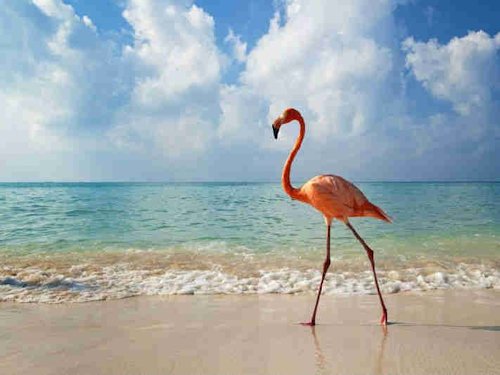 Caribbean Flamingo (Phoenicopterus ruber) - Scene 17