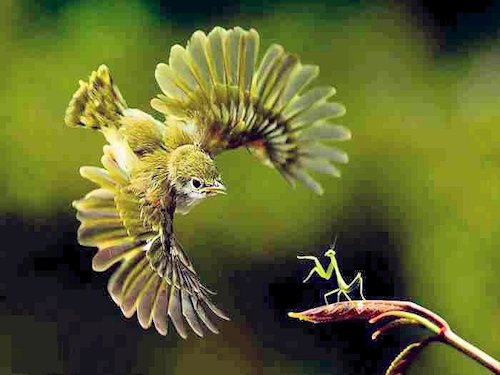 Bird vs. Praying Mantis - Scene 18