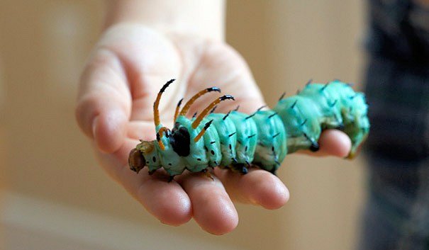 Hickory Horned Devil Caterpillar - Scene 19