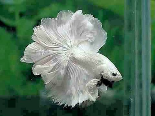 White Half Moon Betta Fish - Scene 20