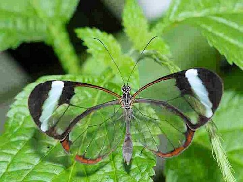 Glasswing Butterfly - Scene 21