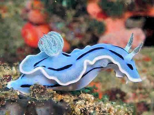 Blue Sea Slug - Scene 22