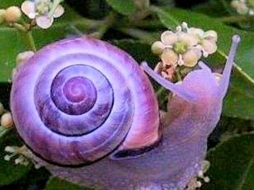 Violet Tasmanian Snail - Scene 24