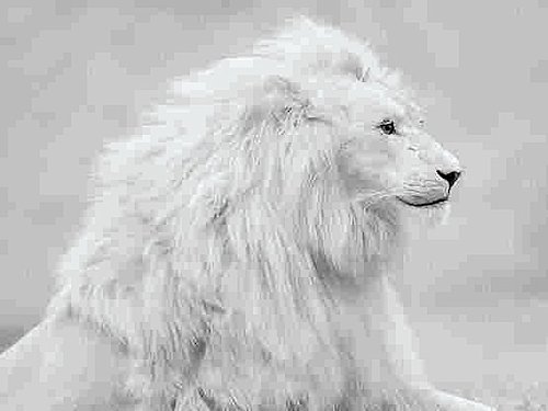 White Lion (albino lion) - Scene 25