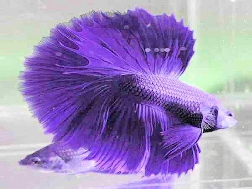 Purple Betta Fish - Scene 26