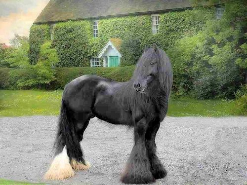 Black Gypsy Vanner Horse - Scene 27