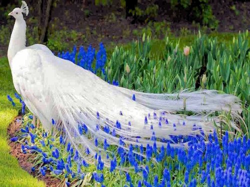 A Leucistic Indian Peacock - Scene 29