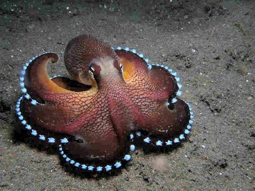 Coconut Octopus - Scene 30