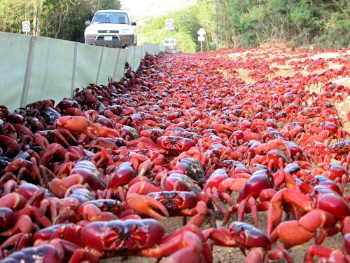 Red crab migration on Christmas Island - Scene 38