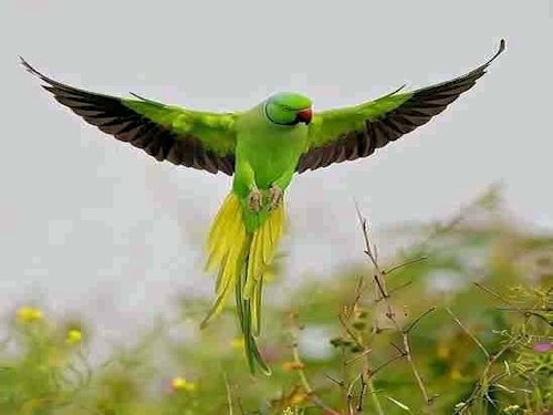 African Green Parrot - Scene 39