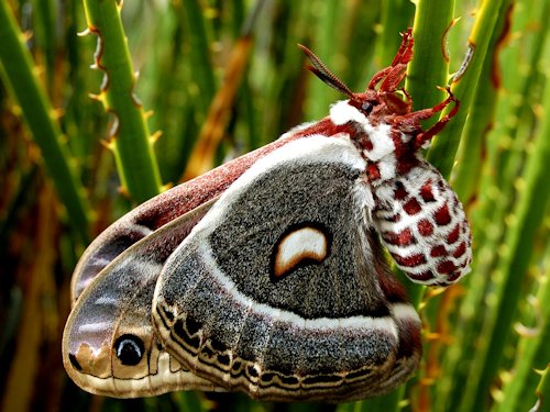 Columbia Silkworm Moth (lepidoptera) - Scene 40