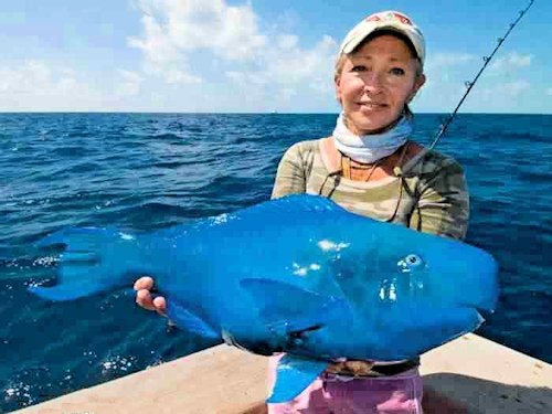 Scarus Coeruleus - Blue Parrotfish - Scene 43