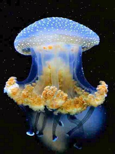 White Spotted Jellyfish off the Coast of Haiti - Scene 44