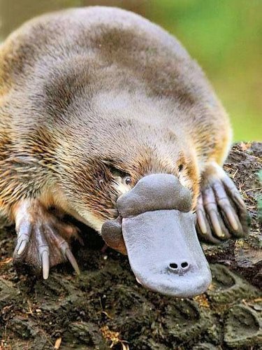 Duck-Billed Platypus - Scene 45