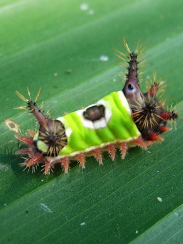 Saddleback Caterpillar - Scene 46