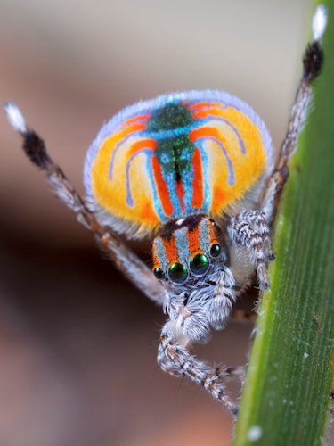 Peacock Spider - Scene 47