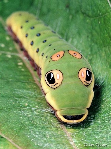 Spicebush Swallowtail Butterfly Caterpillar - Scene 48