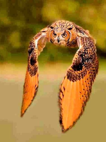 Great Horned Owl - Scene 49