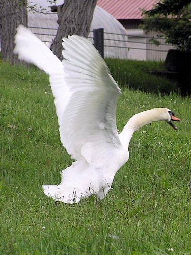 White Swan - Scene 53