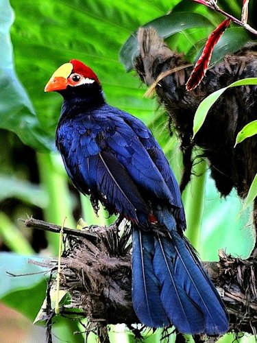 Violet Turaco (Musophaga violacea) - Scene 55