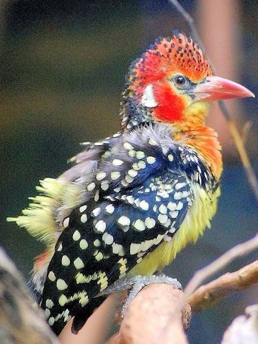 Crested Barbet - Scene 58