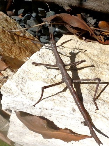 Walking Stick Insect - Scene 59
