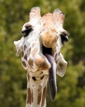 Giraffe - Photo 5