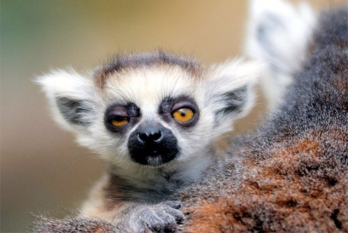 Lemur - Photo 8