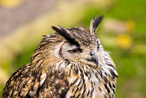 Northern Saw-Whet Owl - Photo 9