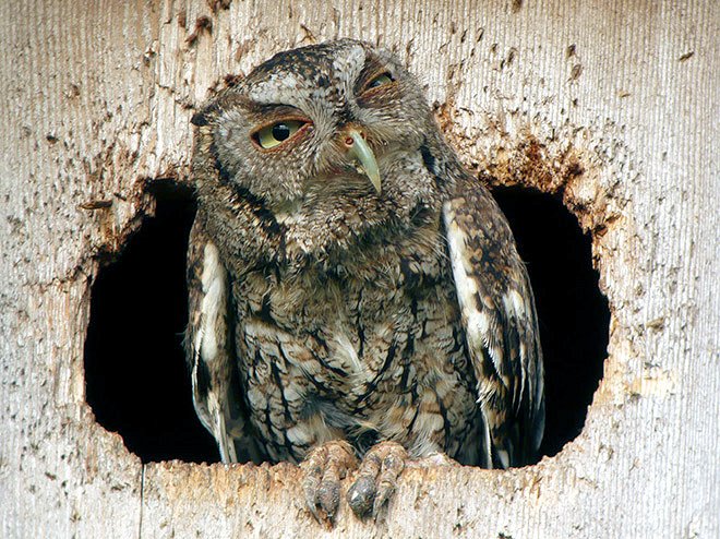 Screech Owl - Photo 10