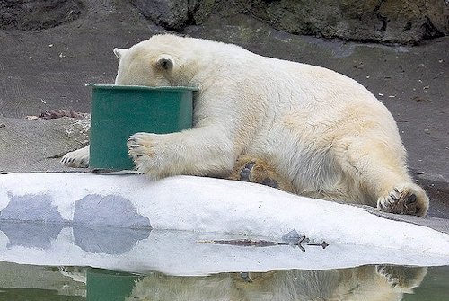 Polar Bear - Photo 14