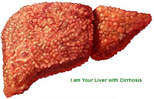 Your Liver 