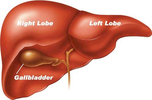 Your Liver 