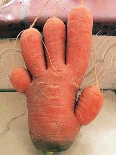 A carrot-shaped hand      - Scene 5