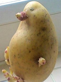 A potato  chicken - Scene 10