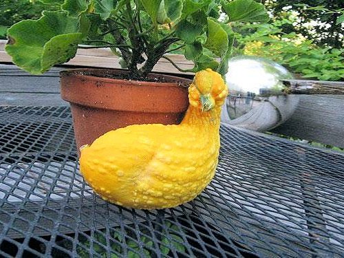 A gourd-shaped duck - Scene 11