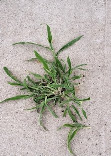 Green Grass in a Sidewalk Crack 