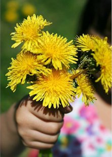 Bouquet of Dandelions for My Love 