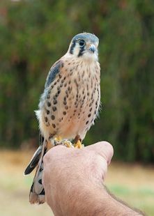 A Bird in My Hand 