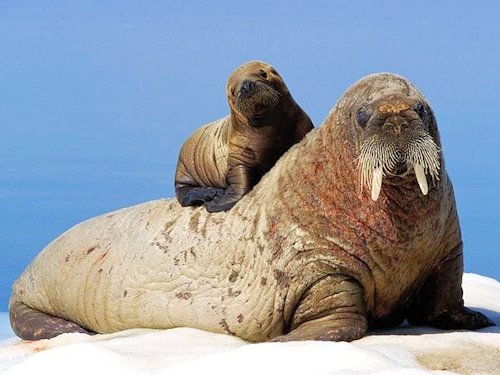 Walrus and Calf - Scene 5