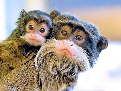 Bearded Emperor Tamarin and Infant  - Scene 7